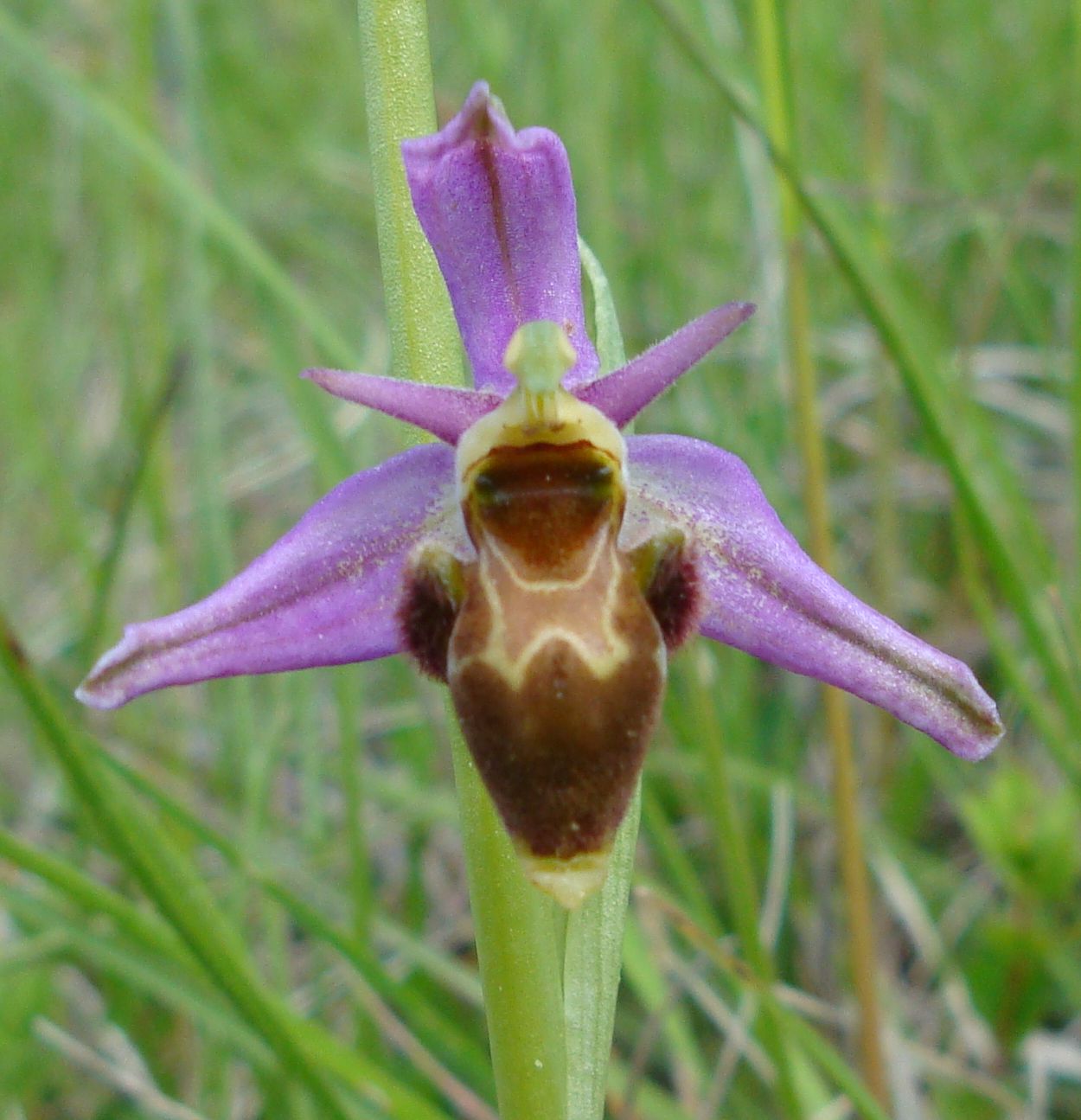 Orchidee-Abeille.jpg