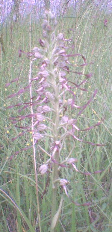 Orchidee3.jpg
